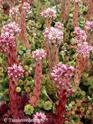 Sempervivum tectorum